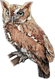East Prints: Eastern Screech Owl