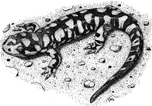 Kansas Prints: Eastern Tiger Salamander