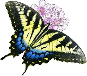 East Prints: Eastern Tiger Swallowtail