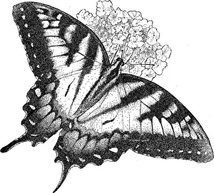 Natural Prints: Eastern Tiger Swallowtail Butterfly