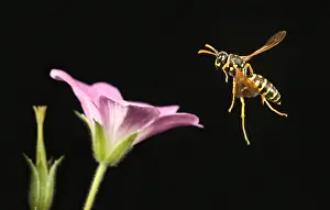 Mixed Science Images Prints: Eastern Yellow Jacket Wasp in Flight