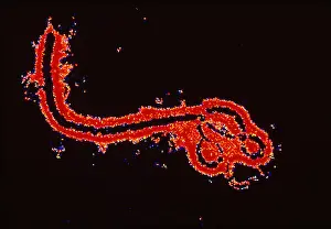Ebola virus