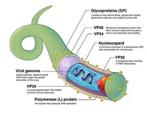 Labeled Prints: Ebola Virus, Illustration