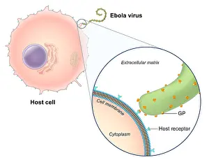 Membranes Prints: Ebola Virus Replication (1 of 5)