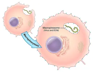 Membranes Prints: Ebola Virus Replication (2 of 5)