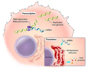 Labeled Prints: Ebola Virus Replication (4 of 5)