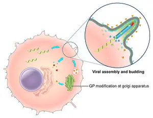 Virus Prints: Ebola Virus Replication (5 of 5)