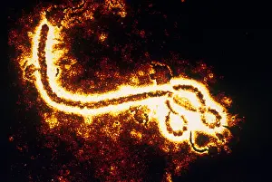 Ebola Zaire Virus (TEM)