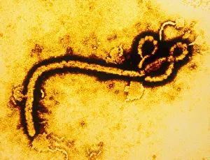 Pathogen Prints: Ebola Zaire Virus (TEM)