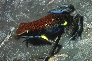 Poisonous Prints: Ecuadorian Poison Frog