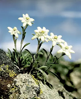 Angiosperm Prints: Edelweiss Flowers