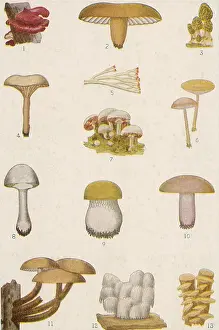 Mushroom Prints: Edible American Mushrooms