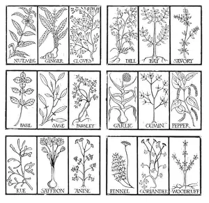 Horticulture Prints: Edible Herbs