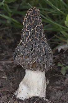 Nature Prints: Edible Morel Fungus Mushroom