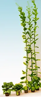 2011 Prints: Effect of Gibberellic Acid on Cabbage