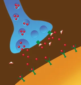 Neurological Prints: Effect of Heroin on Neurons