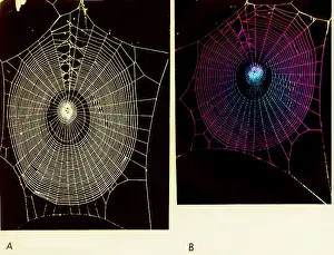 Hallucinogen Prints: Effect of psilocybin