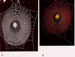 Hallucinogen Prints: Effect of psilocybin