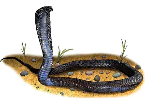Images Dated 11th October 2015: Egyptian Cobra