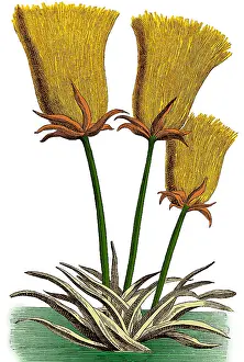 Monocot Prints: Egyptian Papyrus