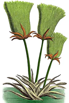 Monocot Prints: Egyptian Papyrus