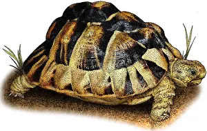Tortoises Prints: Egyptian tortoise