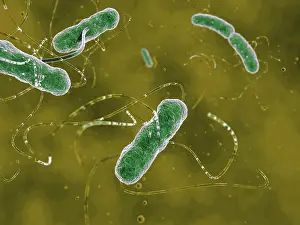 Microorganisms Prints: Ehec bacteria, artwork