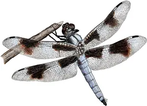 Insect Prints: Eight-Spotted Skimmer Dragonfly