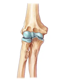 2016 Prints: Elbow Joint, illustration