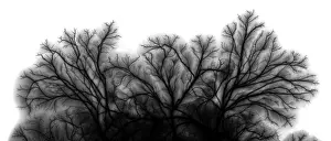Electron Prints: Electric Spark