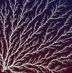 Prints of Lichtenberg figure, also known as an electron tree, beam tree, or lightning tree. Lichtenberg figures are branching electric discharges appearing on the surface or interior of an insulating material History Prints: Electron Tree or Lichtenberg Figure