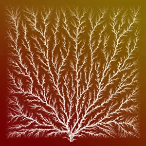 Prints of Lichtenberg figure, also known as an electron tree, beam tree, or lightning tree. Lichtenberg figures are branching electric discharges appearing on the surface or interior of an insulating material History Prints: Electron Tree or Lichtenberg Figure