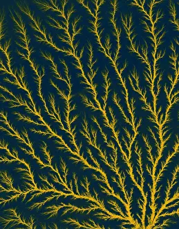 Beam Prints: Electron Tree or Lichtenberg Figure