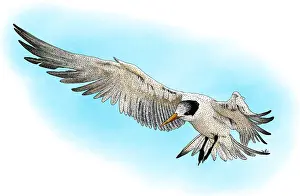 Seabird Prints: Elegant Tern