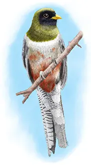 Avian Prints: Elegant Trogon