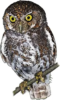 Mexico Prints: Elf Owl, Micrathene whitneyi, Illustration