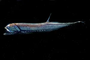 Elongated Prints: Elongated Loosejaw