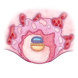 Sacs Prints: Embryonic Development, 2 Weeks