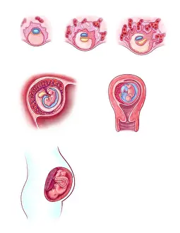 Cord Prints: Embryonic Development, illustration