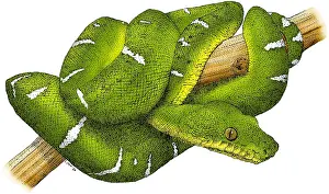 Serpents Prints: Emerald Boa