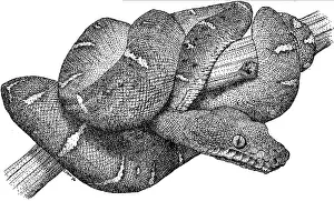 Serpents Prints: Emerald Boa