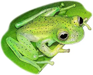 March Prints: Emerald Glass Frog
