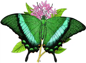 Insect Prints: Emerald Swallowtail Butterfly