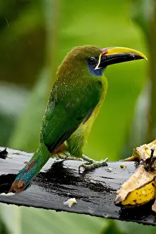 Cloud Prints: Emerald Toucanet in the Rain