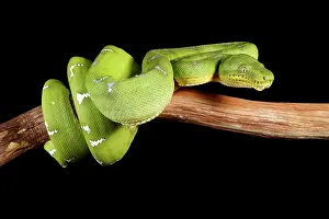Snake Prints: Emerald Tree Boa (Corallus caninus)