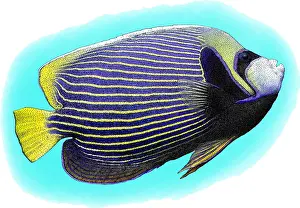 Angelfish Prints: Emperor Angelfish, P. imperator, Illustration
