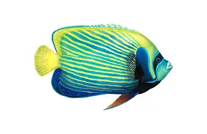 Angelfish Prints: Emperor Angelfish (Pomacanthus imperator)