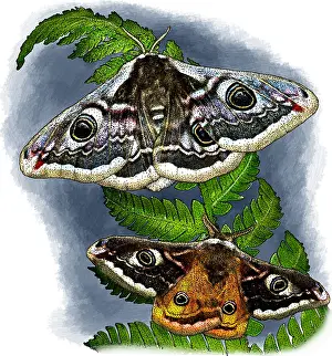 Moth Prints: Emperor moths