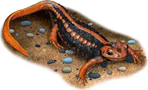 China Prints: Emperor newt