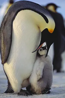 Waters Prints: Emperor Penguin